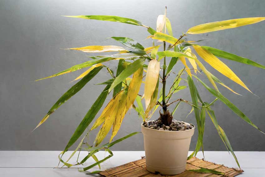 Bamboo Plant with Yellow Stalks