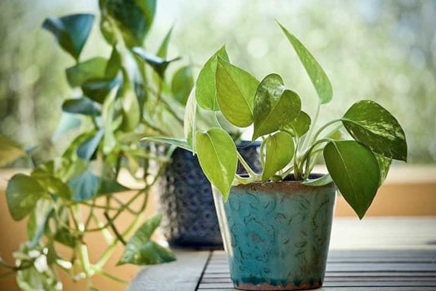 Home interior designers in Bangalore - Plants That Are Unfavourable for Your Home, According to Vastu Shastra