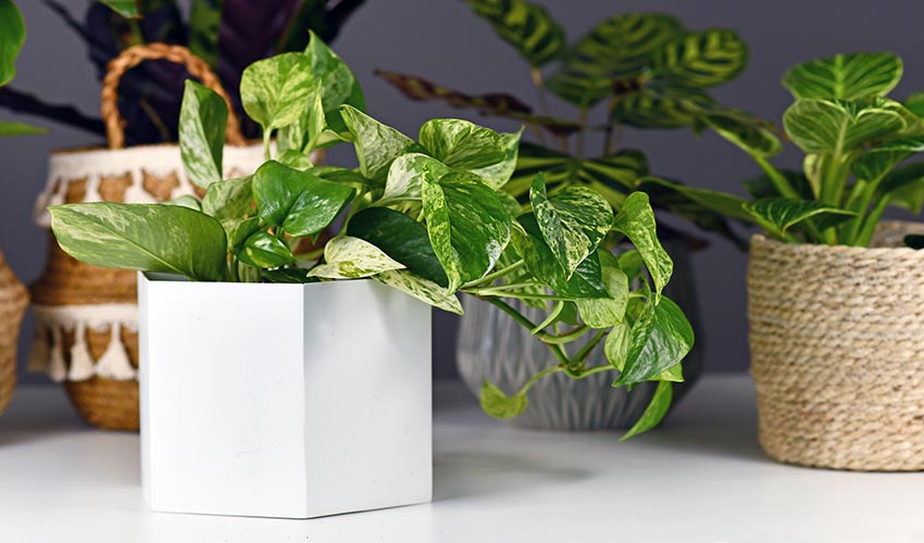 The Best Indoor Plants For Clean Air