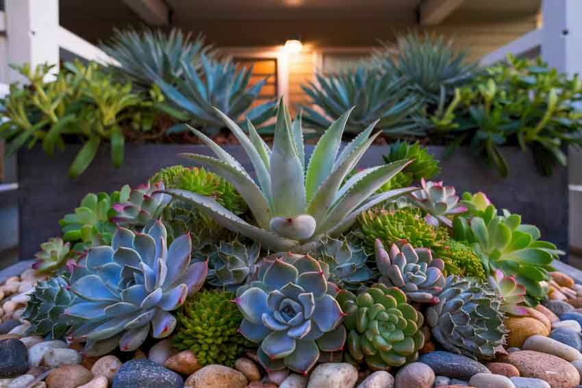 Home interior designers in Bangalore - Amazing Balcony Plants & How You Can Arrange Them For Positivity At Home